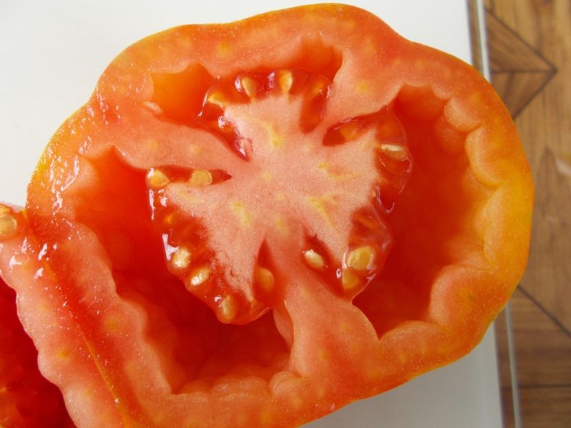  - SEMINTE ROSII - T 479 SCHERKHAN