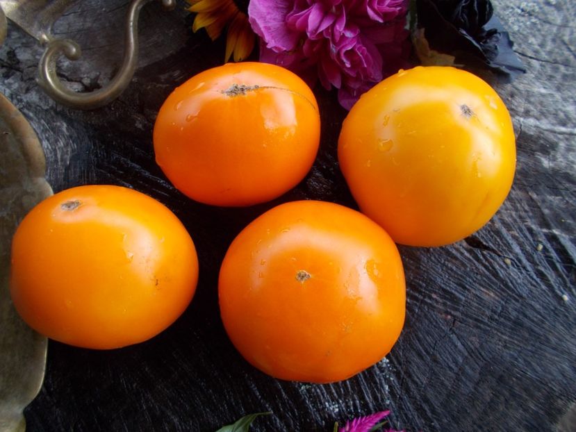  - SEMINTE ROSII - T 509 QIYANAI HUANG