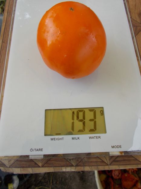  - SEMINTE ROSII - T 509 QIYANAI HUANG