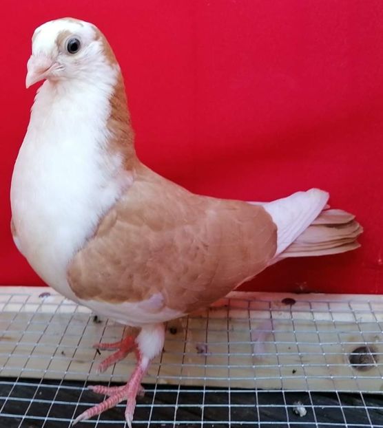  - arhiva_porumbei dragi mie