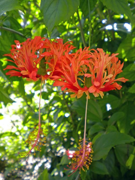 5-Schizopetalus - lastari rezervati