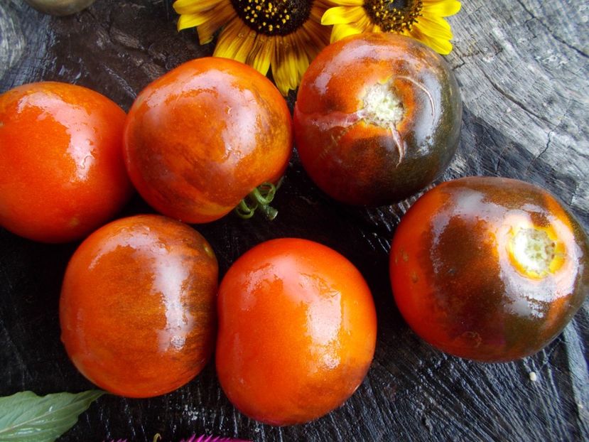  - SEMINTE ROSII - T 594 BLUE STREAKS OP