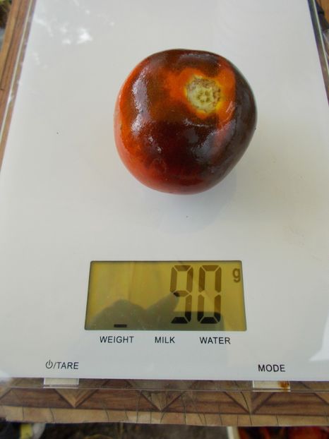  - SEMINTE ROSII - T 594 BLUE STREAKS OP