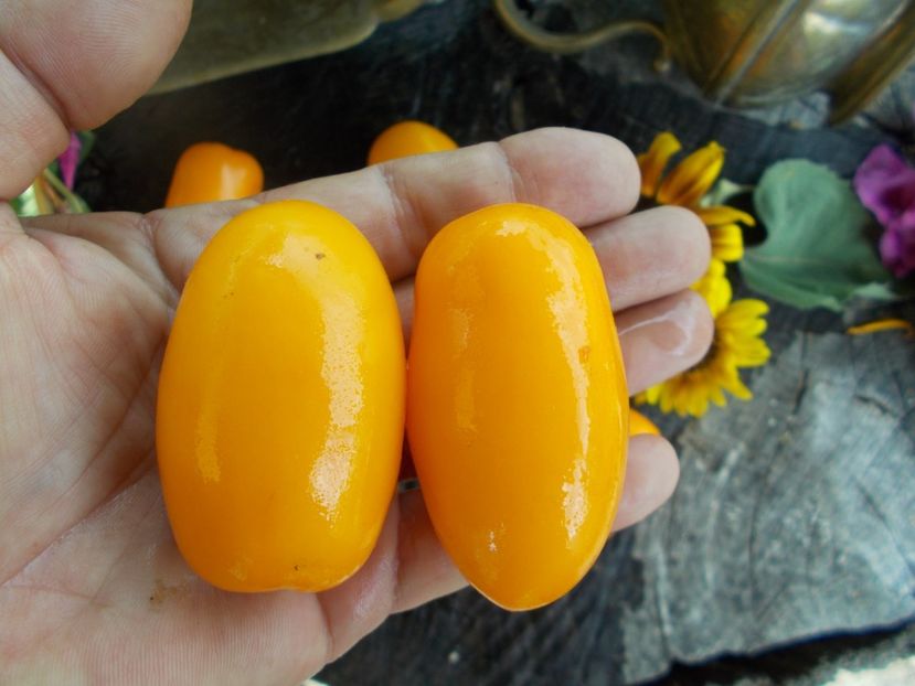  - SEMINTE ROSII - T 533 OBEREG