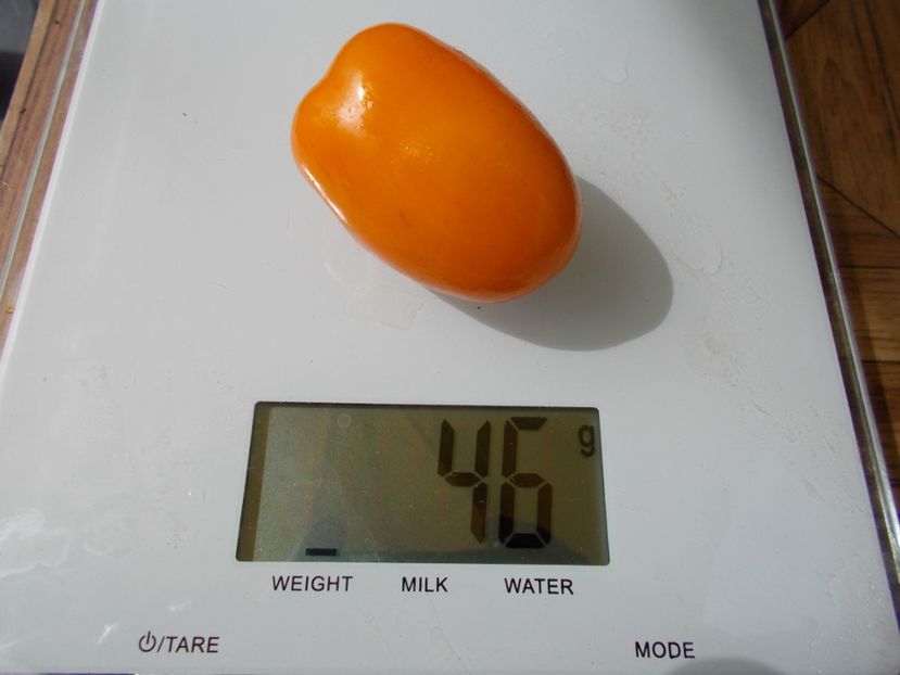  - SEMINTE ROSII - T 533 OBEREG