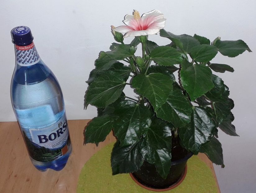 9 -Hib Grace 70 lei, 2 plante - lastari rezervati