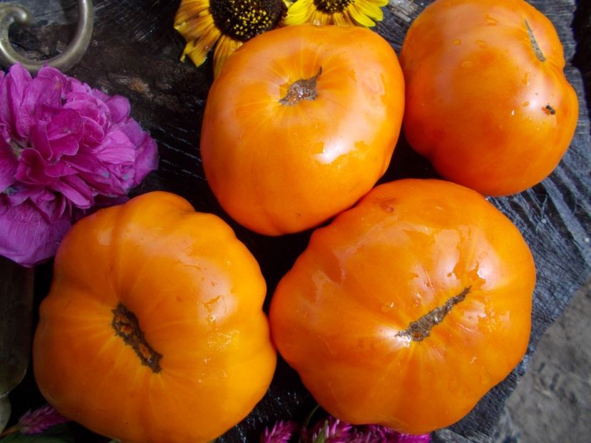  - SEMINTE ROSII - T 555 ZOLOTOY VEK