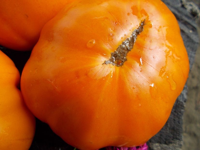  - SEMINTE ROSII - T 555 ZOLOTOY VEK