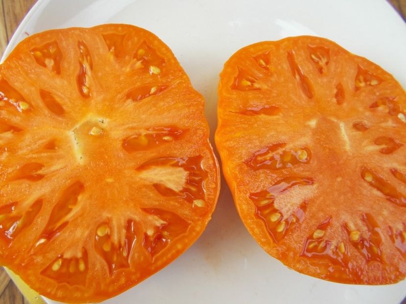  - SEMINTE ROSII - T 555 ZOLOTOY VEK