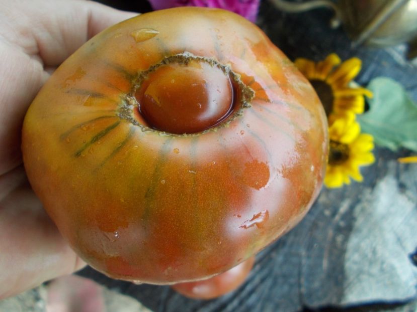  - SEMINTE ROSII - T 517 NUIT AUSTRALES - SOUTHERN NIGHTS