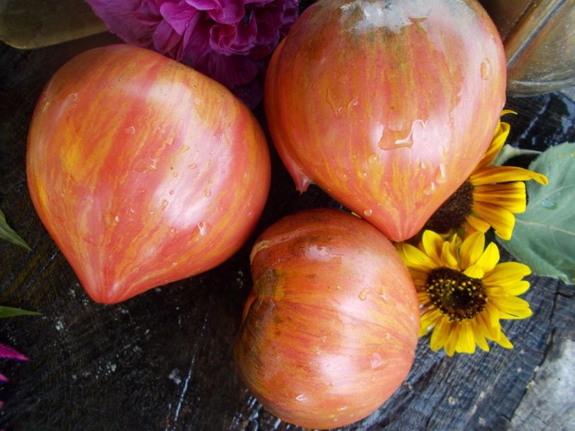  - SEMINTE ROSII - T 543 CRUSHED HEART