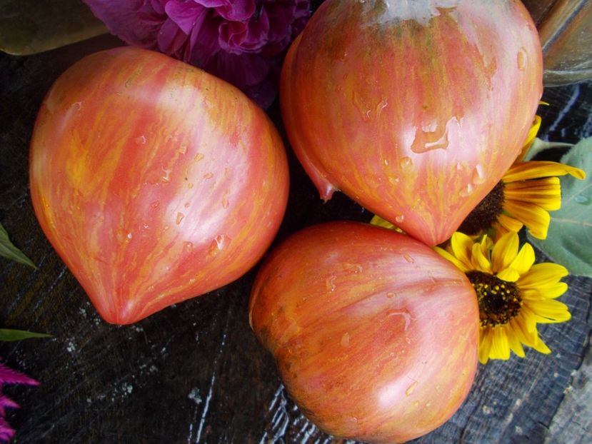  - SEMINTE ROSII - T 543 CRUSHED HEART