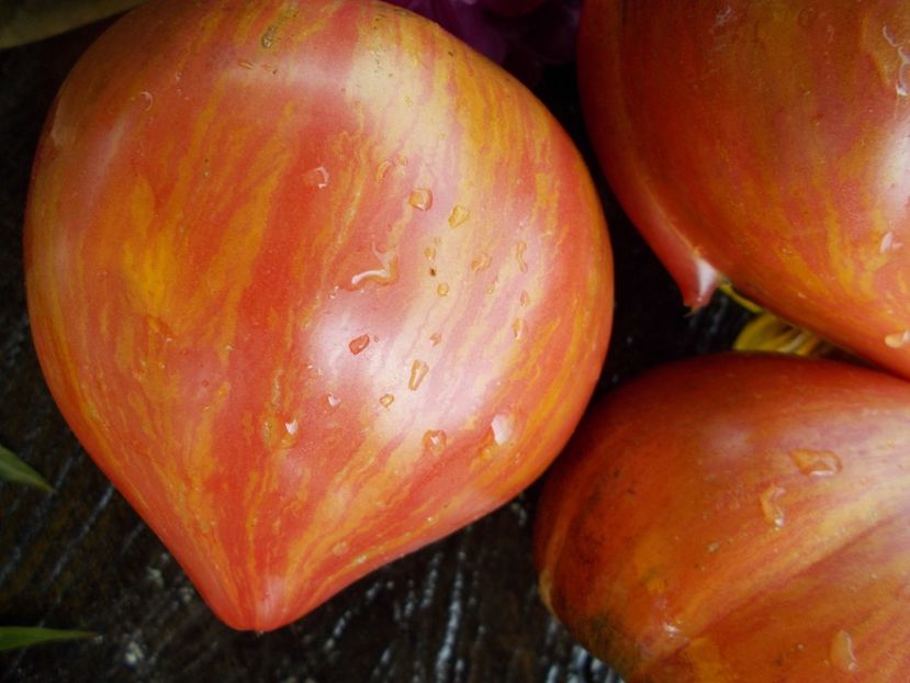  - SEMINTE ROSII - T 543 CRUSHED HEART