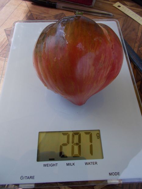  - SEMINTE ROSII - T 543 CRUSHED HEART