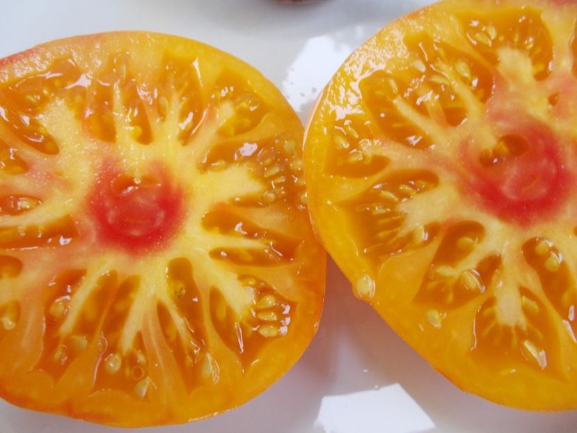  - SEMINTE ROSII - T 617 CORAL QUEEN