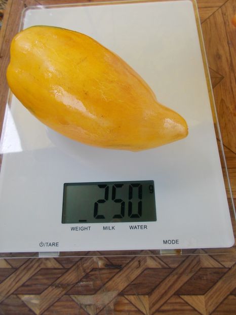  - SEMINTE ROSII - T 477 YELLOW FIRE - PHIL