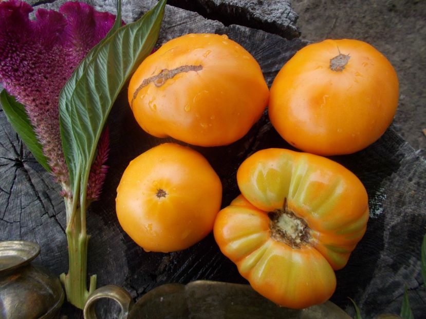  - SEMINTE ROSII - T 591 - DR WYCHE S YELLOW