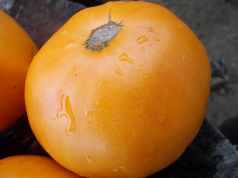  - SEMINTE ROSII - T 591 - DR WYCHE S YELLOW