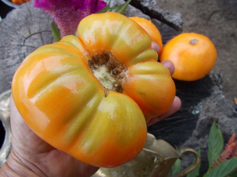  - SEMINTE ROSII - T 591 - DR WYCHE S YELLOW