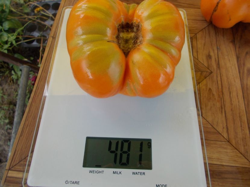  - SEMINTE ROSII - T 591 - DR WYCHE S YELLOW