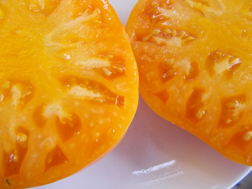  - SEMINTE ROSII - T 591 - DR WYCHE S YELLOW