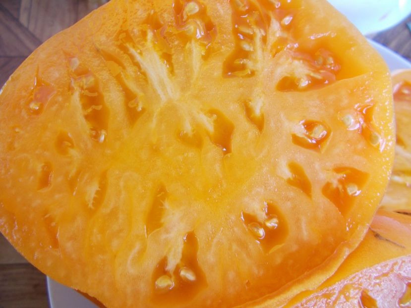  - SEMINTE ROSII - T 591 - DR WYCHE S YELLOW