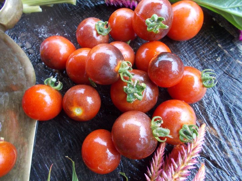  - SEMINTE ROSII - T 612 BELLE BACCHANTE