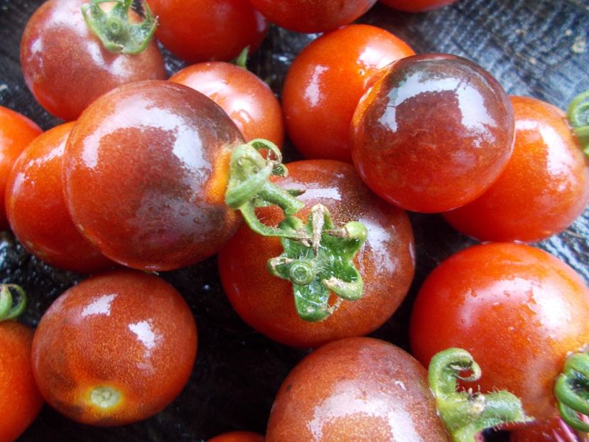  - SEMINTE ROSII - T 612 BELLE BACCHANTE