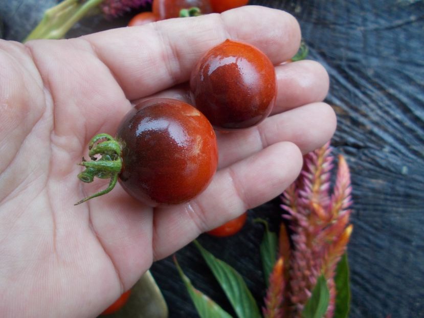  - SEMINTE ROSII - T 612 BELLE BACCHANTE