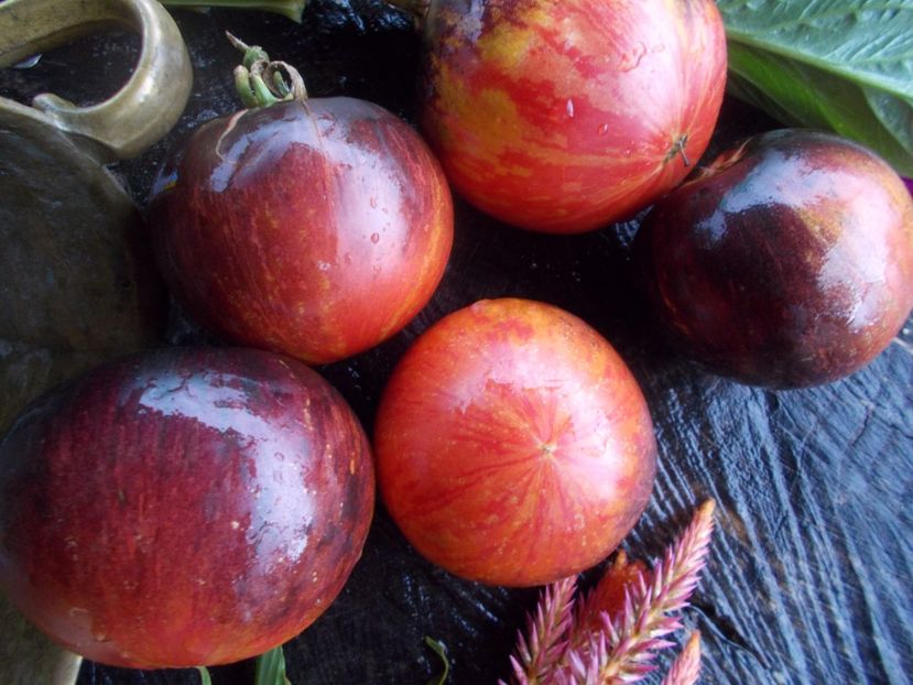  - SEMINTE ROSII - T 608 PERSUASION