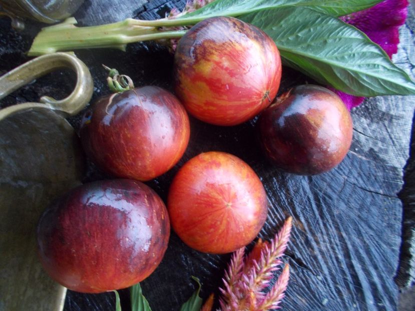  - SEMINTE ROSII - T 608 PERSUASION