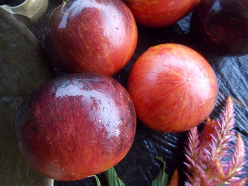  - SEMINTE ROSII - T 608 PERSUASION