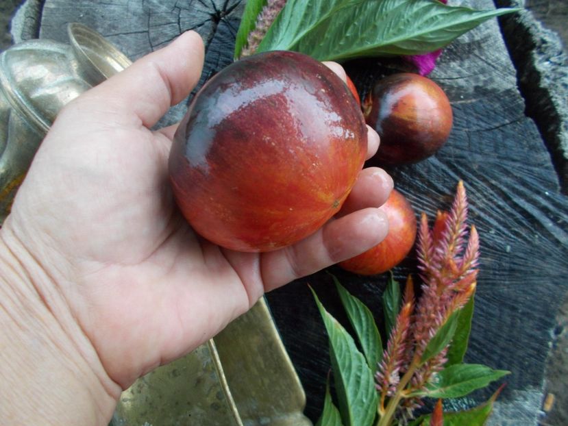  - SEMINTE ROSII - T 608 PERSUASION