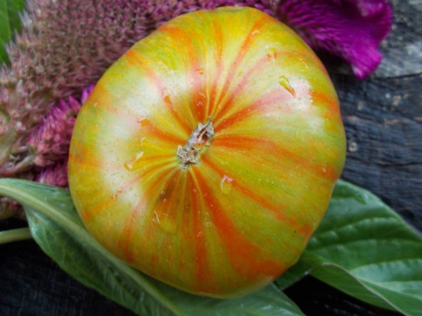  - SEMINTE ROSII - T 610 SUMMER OF LOVE