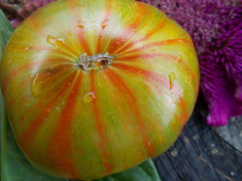  - SEMINTE ROSII - T 610 SUMMER OF LOVE