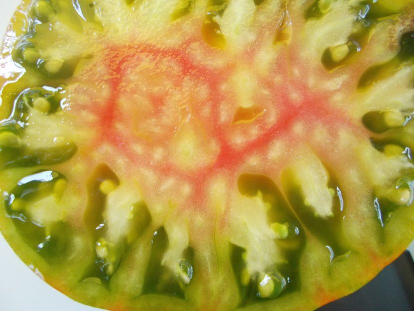  - SEMINTE ROSII - T 610 SUMMER OF LOVE