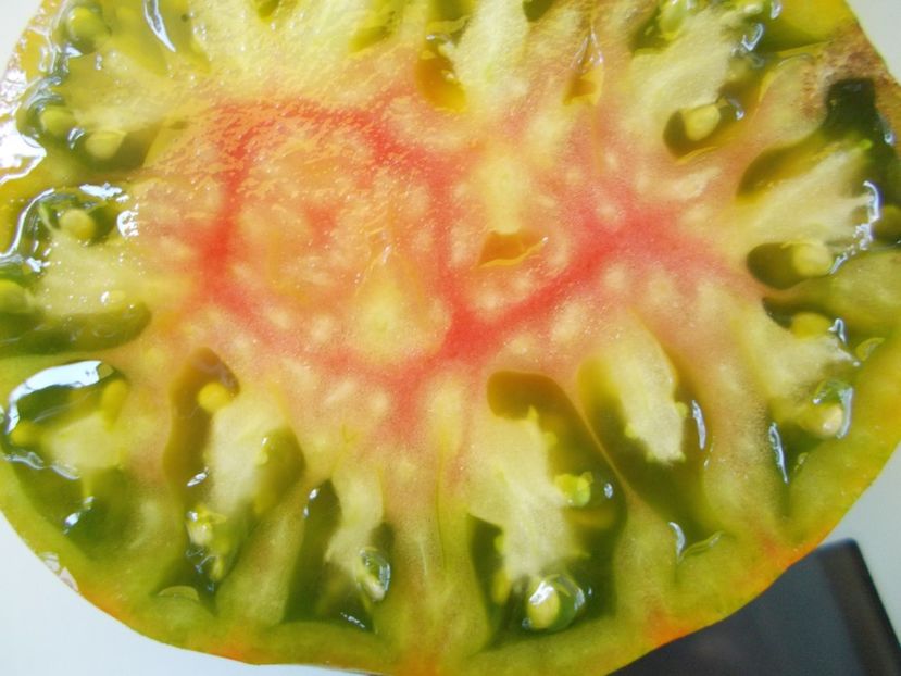  - SEMINTE ROSII - T 610 SUMMER OF LOVE