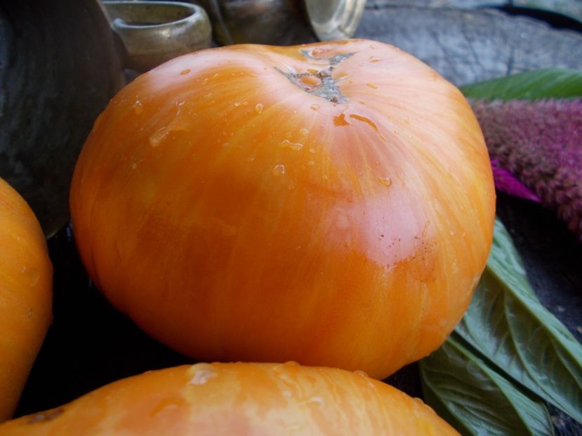  - SEMINTE ROSII - T 491 ORANGE JAZZ