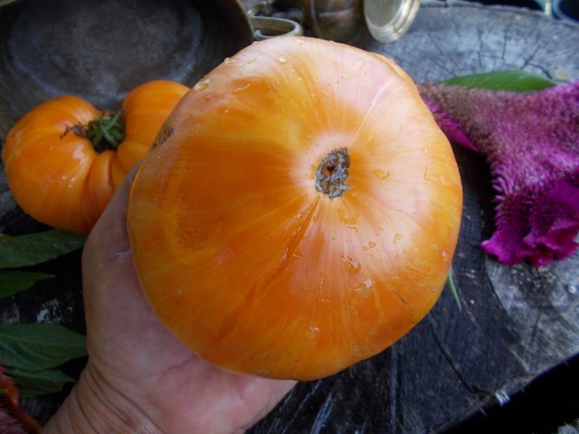  - SEMINTE ROSII - T 491 ORANGE JAZZ