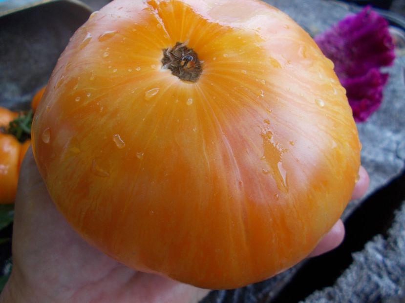  - SEMINTE ROSII - T 491 ORANGE JAZZ