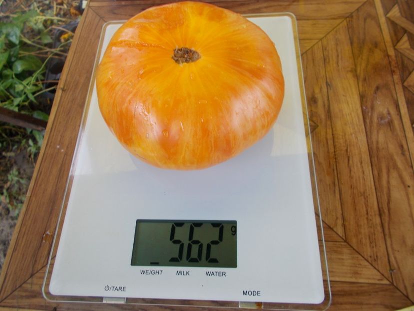  - SEMINTE ROSII - T 491 ORANGE JAZZ