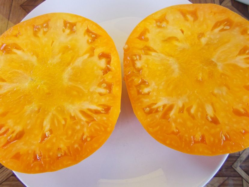  - SEMINTE ROSII - T 491 ORANGE JAZZ