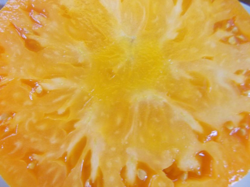  - SEMINTE ROSII - T 491 ORANGE JAZZ