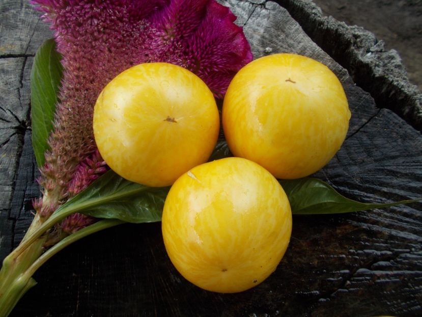  - SEMINTE ROSII - T 605 BLONDE BOAR