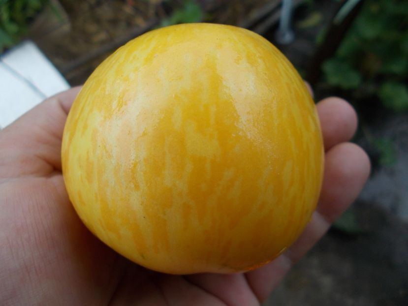  - SEMINTE ROSII - T 605 BLONDE BOAR