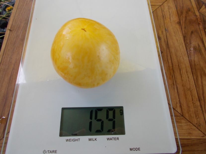  - SEMINTE ROSII - T 605 BLONDE BOAR