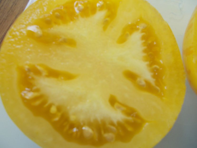  - SEMINTE ROSII - T 605 BLONDE BOAR