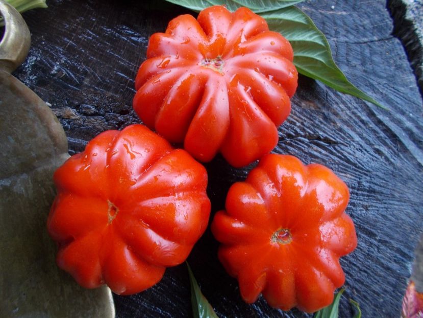  - SEMINTE ROSII - T 606 ACCORDEON ROUGE