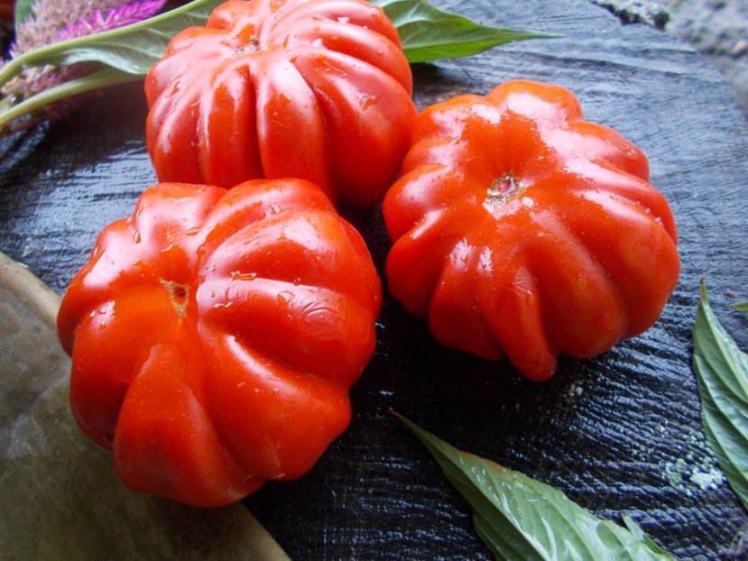  - SEMINTE ROSII - T 606 ACCORDEON ROUGE