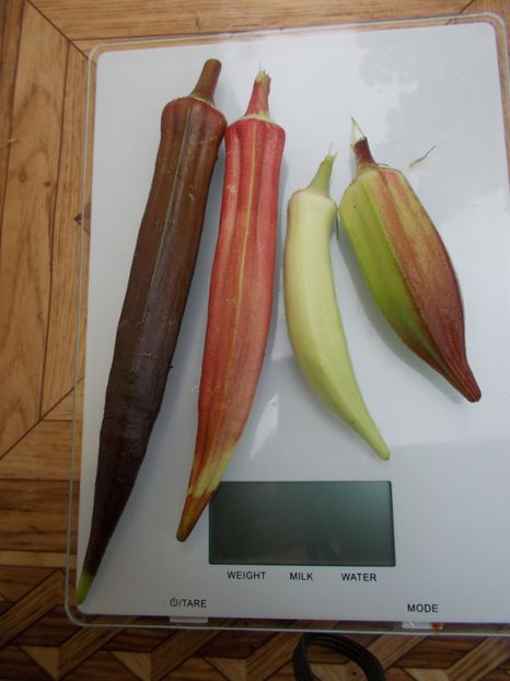  - SEMINTE BAME - D 128 HILL COUNTRY HEIRLOOM RED OKRA